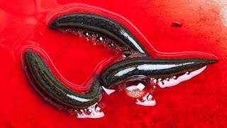 10 СМЕРТЕЛЬНО-ОПАСНЫХ ПАРАЗИТОВ ЧЕЛОВЕКА