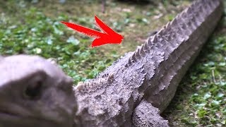 ДИНОЗАВРЫ ЖИВЫ! ДРЕВНИЕ СУЩЕСТВА ДОЖИВШИЕ ДО НАШИХ ДНЕЙ.