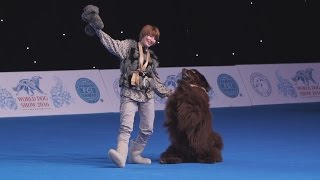 Репортаж о выставке World Dog Show 2016 в Москве