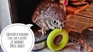 Маленькая кусачая сова ждёт кофи и примеряет бублик большой совы! Кажется, я спасла собак от кота