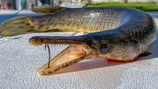 Half Gator Half Fish...Catch Clean Cook (Ancient Florida Gar)