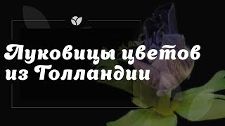 Agro-Market.net | Super предзаказ сезона "Осень-2017" | Луковицы цветов из Голландии