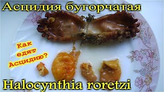 Асцидия бугорчатая, также именуемая морским ананасом.