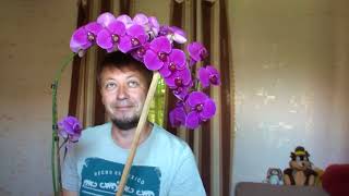 Георгий Горячевский - канал про ОРХИДЕИ