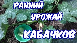 Выращивание кабачков (как получить урожай на месяц раньше)