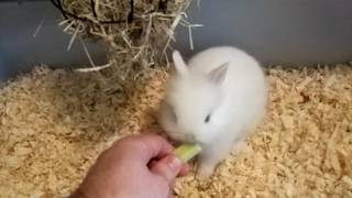карликовый кролик кушает огурец