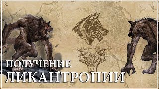 The Elder Scrolls Online — Как стать оборотнем