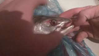 Горбуша! Учимся определять! Как отличить самку от самца лососевых!