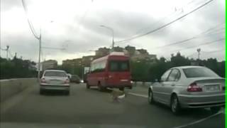 Собаки трахаются на трассе! ПРИКОЛ!