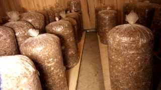 ВЕШЕНКА, Инкубатор для грибных блоков и мицелия - growbox for mushrooms