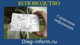Окот коз