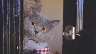 Aaron's Animals Top Latest New Video Compilation || FunnyVines