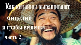 Как китайцы выращивают мицелий и вешенку.(часть 2)
