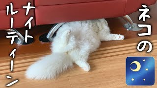 デブ猫のナイトルーティンが可愛すぎて癒される！！