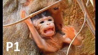P1 New Update : Creuella kidnapped baby Gino long time| Gino cry buck out to mom.