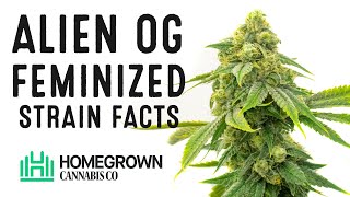 Alien OG Feminized Strain Facts