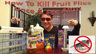 How To Kill Fruit Flies Once & For All!!!