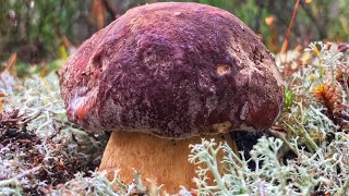 КАРЕЛИЯ ГРИБЫ ЛУЧШЕЕ!!! Самые красивые отборные боровики и белые грибы! Космос и рай! Моя микология