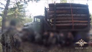 В Бурятии завершено расследование уголовного дела о «черных» лесорубах