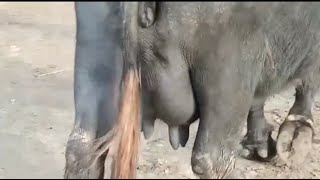 Pure Nili Ravi Bhains For Sale At Home Location Jhang 23/12/2019