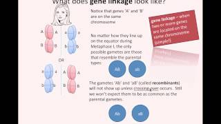 Gene Linkage (IB Biology)
