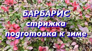 БАРБАРИС. Стрижка барбариса. Подготовка к зиме