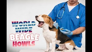 200 BEAGLE HOWLS AND BARKS COMPILATION FROM ALL OVER THE WORLD!