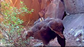 Condor Chick Poses For The Camera On Windy Day In Devils Gate – August 29, 2017