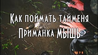 ? КАК ПОЙМАТЬ ТАЙМЕНЯ Старинная самодельная приманка для спиннинга МЫШЬ