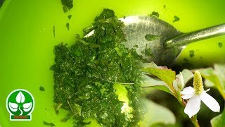 Bài thuốc dân gian trị bệnh huyết trắng hiệu quả bằng rau diếp cá