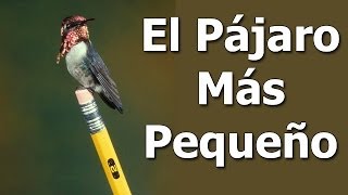 El Pájaro Mas Pequeño del Mundo - Colibrí Zunzuncito es el Ave más pequeña del Mundo