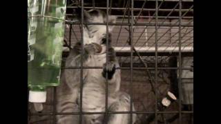 Rescued From Hell: Animals Seized From USGE Following PETA Investigation