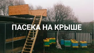 Пасека на крыше. Содержание пчел на крыше.