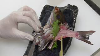 血が回っているイサギを湯引きして姿造り風にさばく。魚が打ち身状態になると、内出血したように血が回ります。品質が劣化すると湯を通して、臭みを取るのも調理手法のひとつ。釣太郎の姿造りのさばき方紹介。