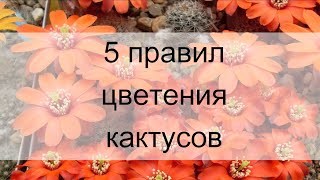 Как ухаживать за кактусами, чтобы они зацвели. Игорь Пугач