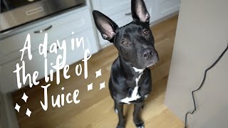VLOGMAS DAY 17 | A DAY IN THE LIFE OF MY PUP