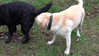 ?Лабрадоры Астин и Шейла. Ждём щенков. Labradors. Soon puppies.