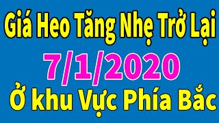 Giá heo hơi ngày hôm nay 7/1/2020 | Giá lợn hơi ổn định và có dấu hiệu Tăng nhẹ ở miền bắc