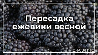 Пересадка ежевики весной | toNature.Info