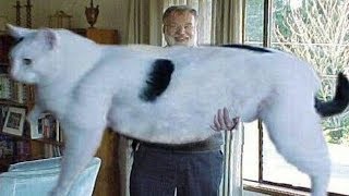 5 Abnormally Large Cats In The World