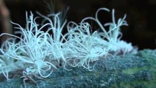 Vietnam Tree Hopper Insects