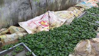 Kỹ thuật thuần dưỡng - nuôi lươn đồng Cực Hay