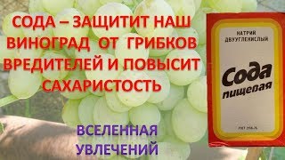 ПИЩЕВАЯ СОДА ЗАЩИТИТ НАШ ВИНОГРАД ОТ ОИДИУМА СЕРОЙ ГНИЛИ ПОВЫСИТ САХАРИСТОСТЬ И УНИЧТОЖИТ ГУСЕНИЦ