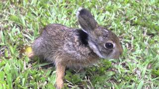 Cómo cuidar conejitos