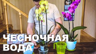 Как сделать удобрение для орхидей. Подкормка орхидеи. Чесночная настойка в домашних условиях.