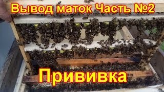 Вывод маток Часть №2 Прививка личинок и постановка в стартер