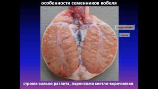 аппарат размножения самцов