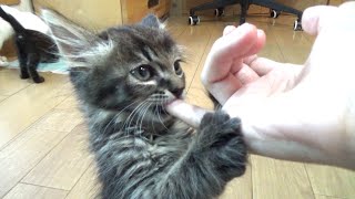 【保護猫】眠くなると指しゃぶりをせがむ子猫 【生後約55日】＆アルくんお気に入りYouTube動画を鑑賞  kitten sucking my finger