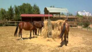 Caballos - Horses Camping Laguna
