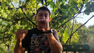 Импровизация на губной гармошке. Вступление. Урок № 25. How to play the blues on the harmonica